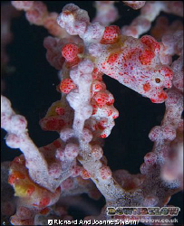 Pygmy Seahorse - Hippocampus Bargibanti.  A well camoufla... by Richard And Joanne Swann 